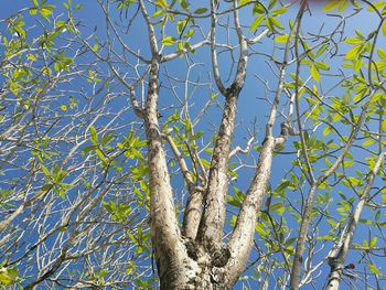 Low angle view of bare tree against blue sky