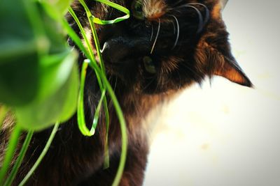 Close-up of cat