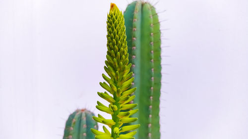 The beautiful cactus