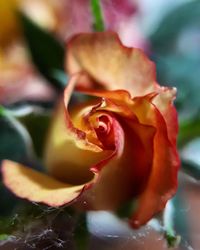 Close-up of red rose