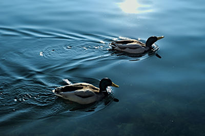High angle view of ducks swimming on lake