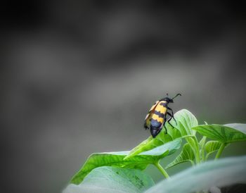 Close-up of insect on leaf