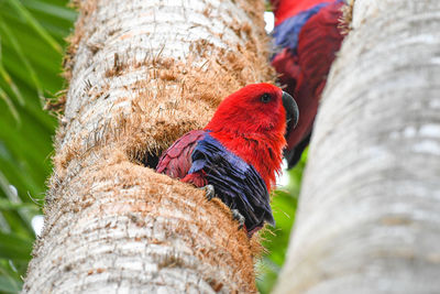 Low angle view of parrot perching on tree trunk