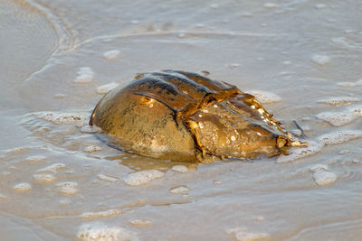 Close-up of crab on beach