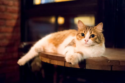 Close-up portrait of cat on table