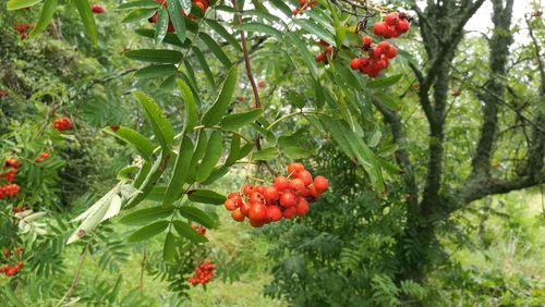 Close-up of red berries on tree