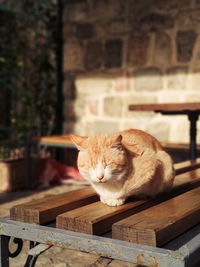 Cat sleeping on table