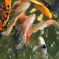 View of fish swimming in pond
