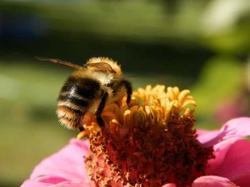 Close-up of bee pollinating on white flower