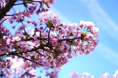 Low angle view of pink cherry blossoms in spring