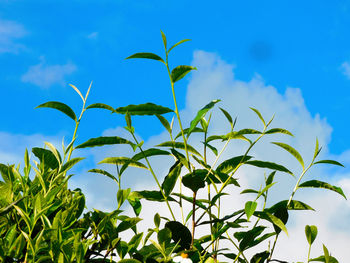 plant