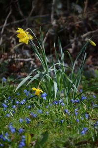 Close-up of yellow crocus flowers blooming on field