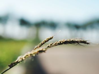 Close-up of plant growing on field against sky