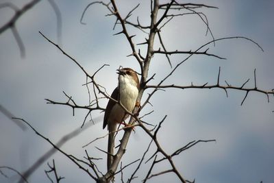 Low angle view of bird perching on branch