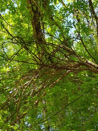 Low angle view of bamboo trees in forest