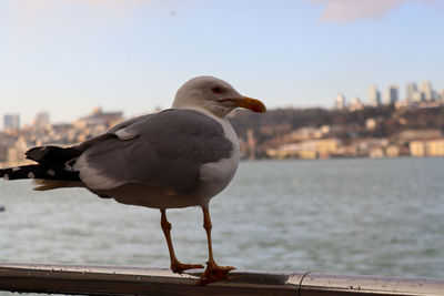 Seagull perching on railing against sea
