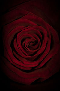 Close-up of red rose over black background