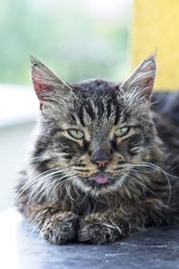 Close-up portrait of tabby cat