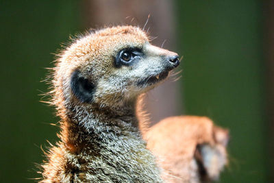 Close-up of meerkat