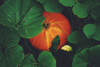 High angle view of pumpkin growing against leaves