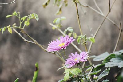 Close-up of pink flowering plant