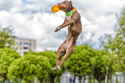 Low angle view of dog against sky