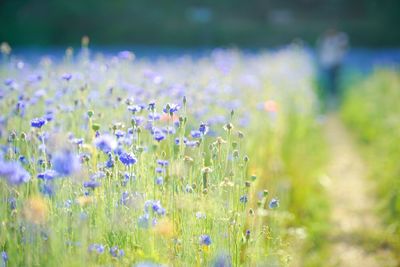 Close-up of flowers growing in field