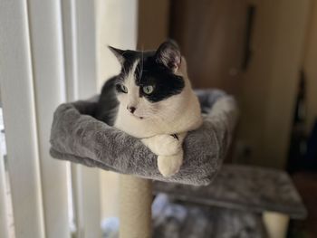 Portrait of cat relaxing on seat at home