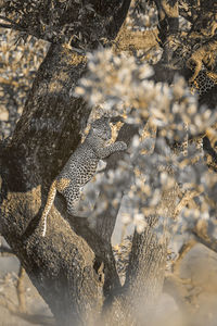 View of lizard on tree