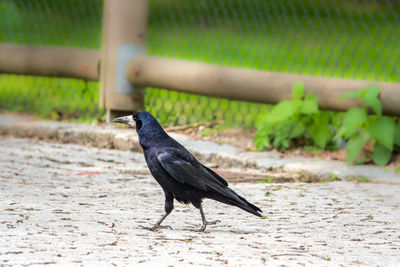 Black bird on a field