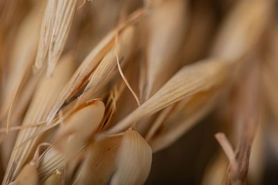 Close-up of wheat growing on field