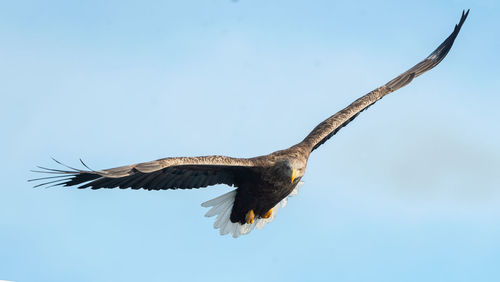 Low angle view of eagle flying in sky