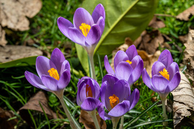 Close-up of purple crocus flowers