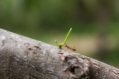 Close-up of insect on wood