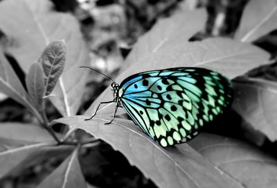 Close-up of butterfly on leaf