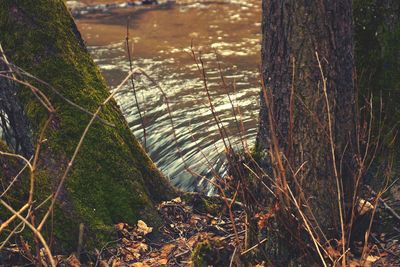 Scenic view of forest