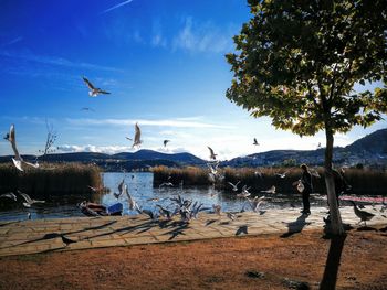 Seagulls flying over lake against sky