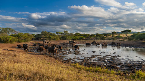 View of horses on landscape against sky
