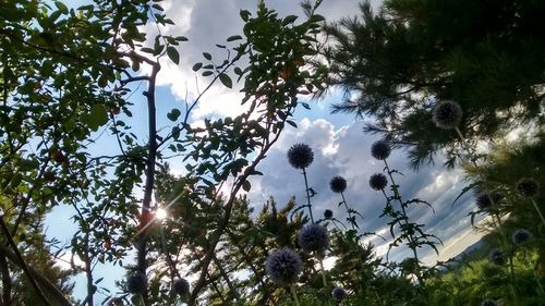 Low angle view of trees against sky