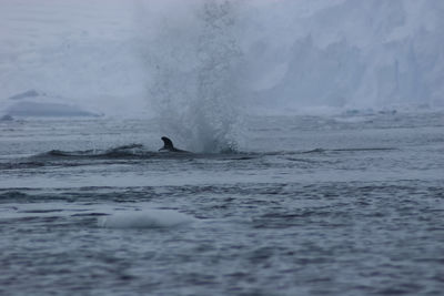 People swimming in sea