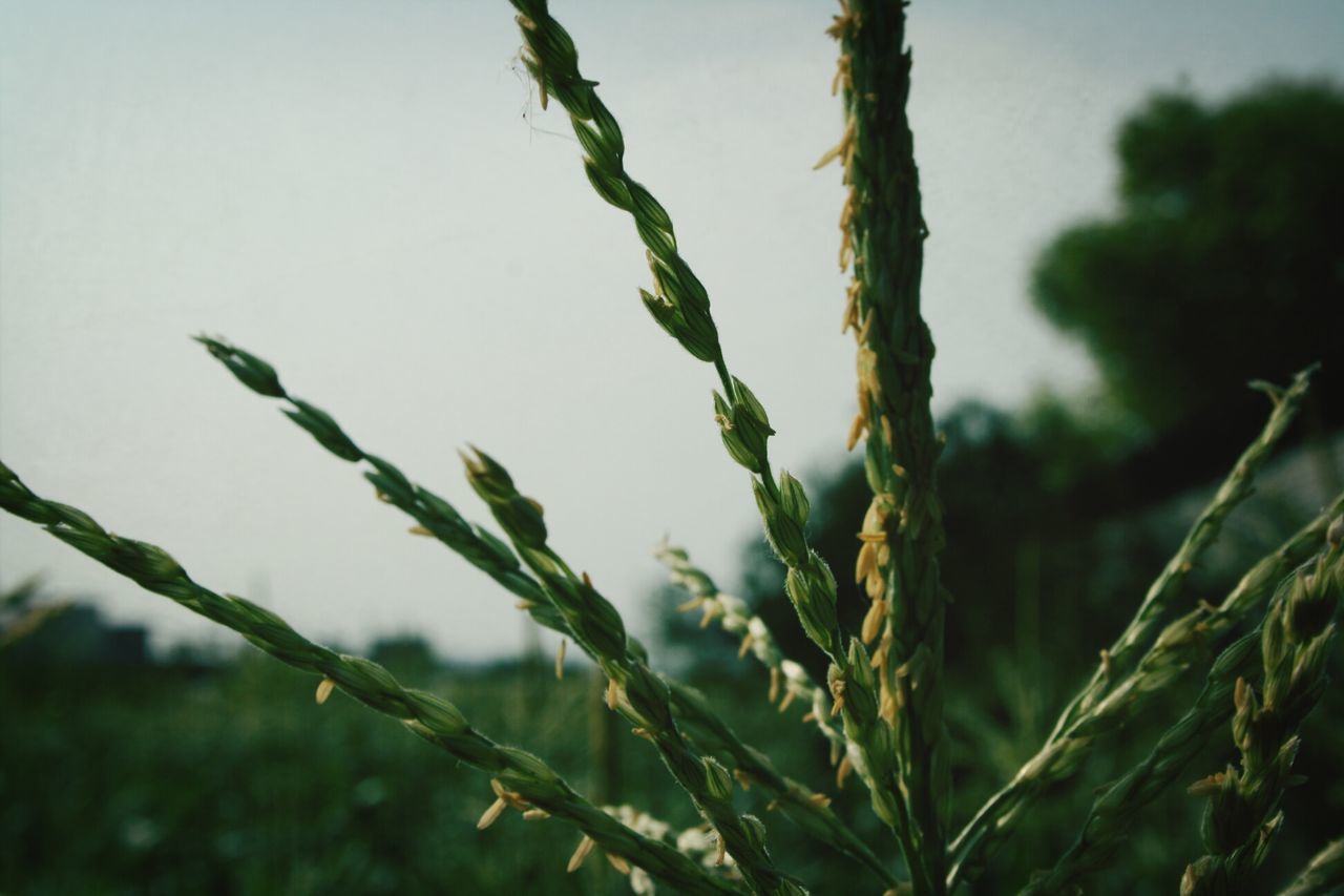 growth, focus on foreground, plant, close-up, leaf, nature, green color, tranquility, selective focus, beauty in nature, branch, stem, twig, growing, outdoors, day, no people, grass, tree, freshness