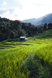 Scenic view of agricultural field against sky