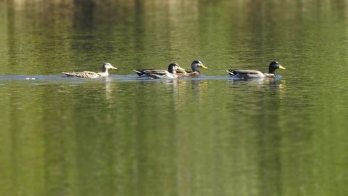 Ducks swimming in lake
