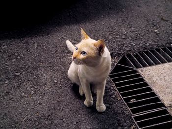 High angle view of cat sitting by gutter on road