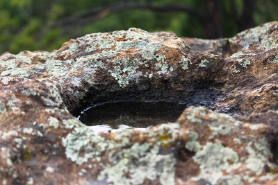Close-up of rock on tree