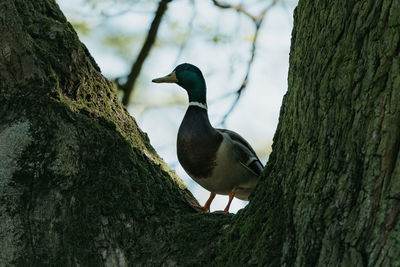 Close-up of bird perching on tree