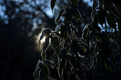 Close-up of frozen plants against trees