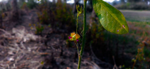 Close-up of yellow flowering plant on field