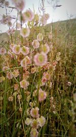 Close-up of flowers growing in field