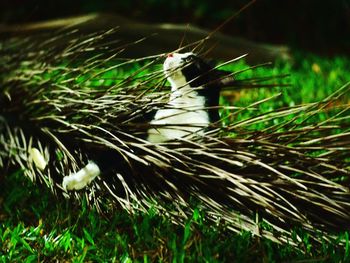 Close-up of insect on grass